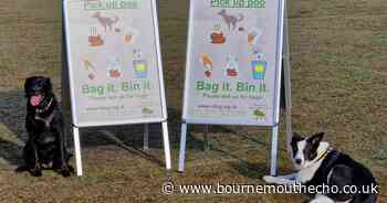'Pick up dog poo or face the law': New Forest campaign launches