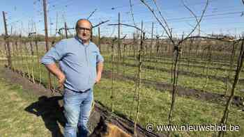 “Mensen zijn jonagold beu”: waarom Limburg steeds minder appelbomen telt