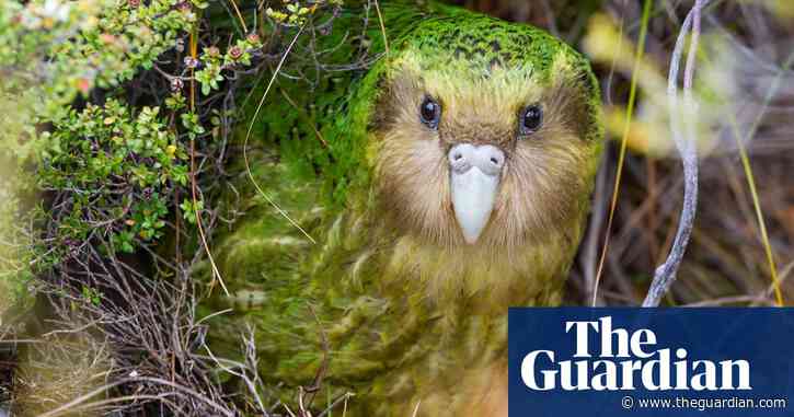 Many native New Zealand species face threat of extinction, report finds