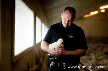 Waitrose pledges high chicken standards and launches welfare labels