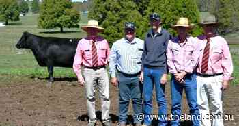 Minding the Ps and Qs at Guyra district Angus female opportunity sale