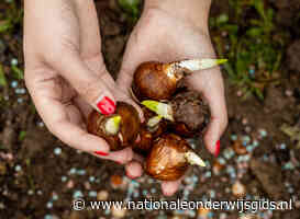 Nationale Buitenlesdag leert leerlingen plantjes maken