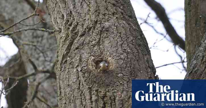 Country diary: There’s no better plasterer than a nuthatch | Nic Wilson