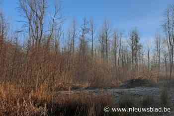 Deze vier bossen in drie gemeenten kan je ontdekken tijdens gegidste wandeling
