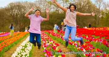 New opening date for tulip fields attraction thanks to sunshine