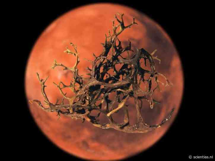 Wetenschappers foppen korstmossen door ze zogenaamd naar Mars te sturen – en zien ze vervolgens in de verdediging gaan én overleven