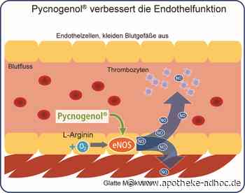 Pycnogenol® und das Endothel: Evidenz aus aktuellen Studien