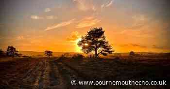 Mindfulness walk to take place in Dorset nature reserve