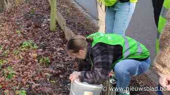 Vrijwilligers zorgen voor veilige oversteek van 1.200 amfibieën