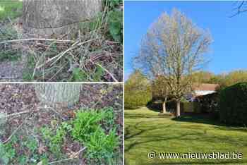 Zinloos vandalisme in stadspark: twee waardevolle bomen lelijk toegetakeld met kettingzaag