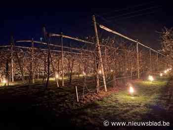 “Om 4 uur stonden we al paraat”: Haspengouwse fruittelers beleefden spannende nachten door vrieskou