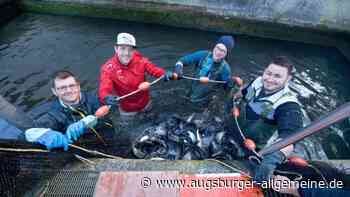 300 Bachforellen haben eine neue Heimat im Landsberger Lech