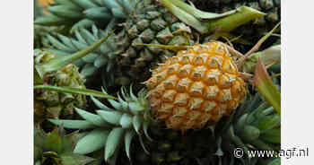Nederland belangrijke afzetmarkt Panamese ananassen