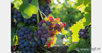 Nigeria moet tuinbouw versterken voor toegang tot EU-markt van 43 miljard euro