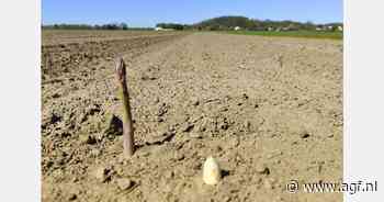 "De mooie aspergevolumes verwachten we perfect op tijd voor Pasen"