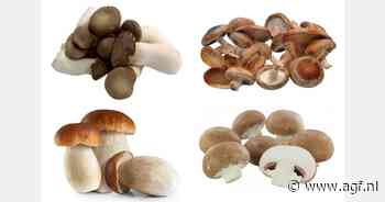 "Horeca en retail kiezen koningsoesterzwam als alternatief voor eekhoorntjesbrood"