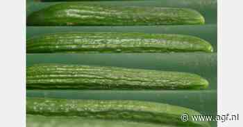 Stijgende volumes en dalende prijzen vruchtgroenten uit serre