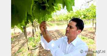 Peru steeds sterker op Europese druivenmarkt