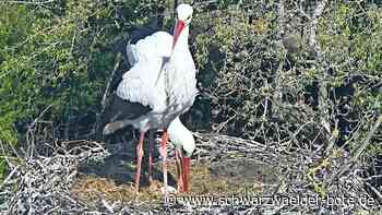 Ei gelegt!: Hochdorfer Storchenpaar hegt sein ungeborenes Baby