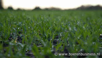 Granen in het groen na rode dag op financiële markten