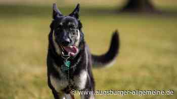 Polizist wird von Schäferhund angegriffen und schießt auf ihn