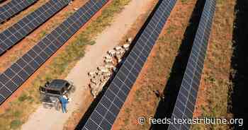 Renewable energy companies face little regulation in Texas. A state lawmaker wants to change that.