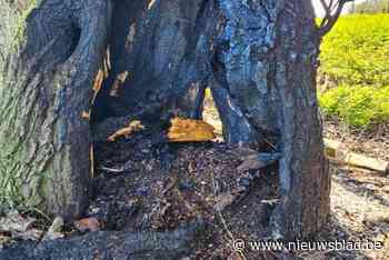 Zo snel gaat het met droogte: wilg uitgebrand door onschuldig trekbommetje van spelende tiener