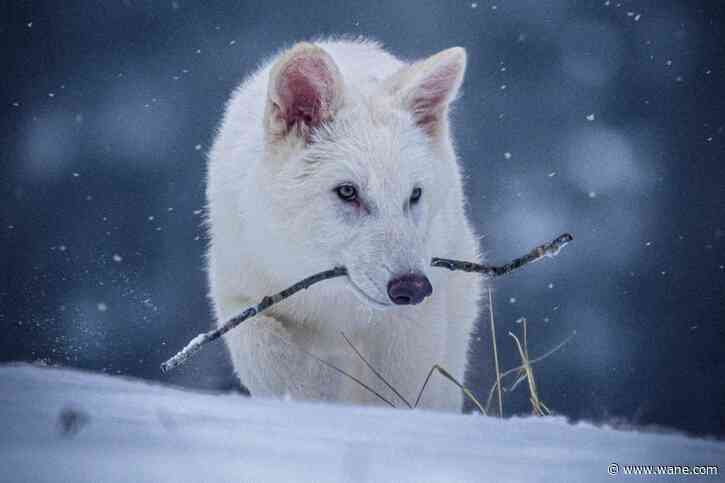 Scientists genetically engineer wolves with white hair and muscular jaws like the extinct dire wolf