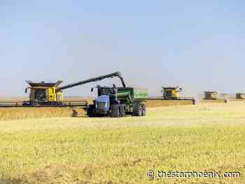 Letters: Panic in Sask. over Chinese tariffs on canola needs analysis