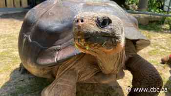 #TheMoment an endangered tortoise became a first-time mom at almost 100