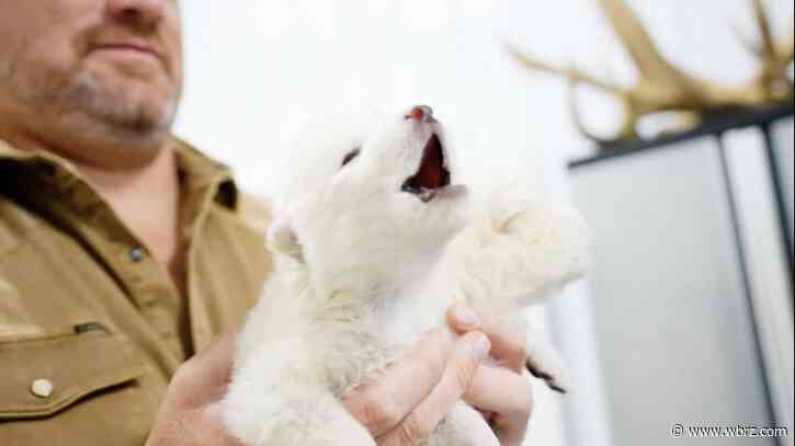 Scientists genetically engineer wolves with white hair and muscular jaws like the extinct dire wolf