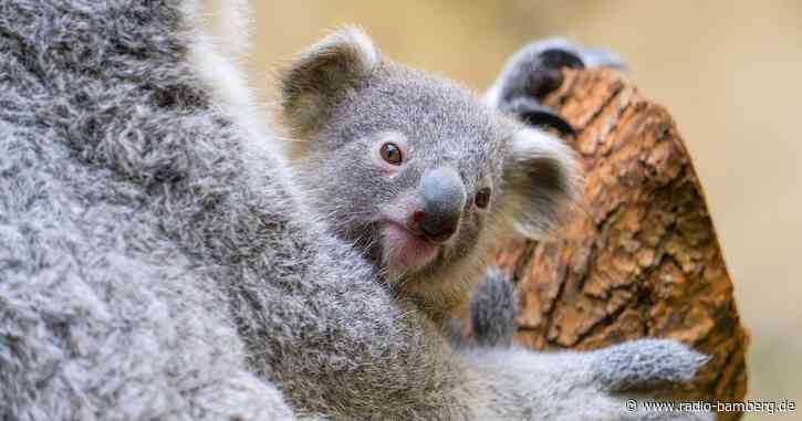 Koala-Baby im Duisburger Zoo heißt Yoorana