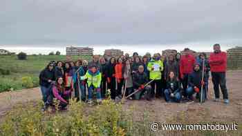 Cinquecento nuovi alberi per la foresta urbana a Mezzocammino
