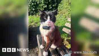 Tributes paid to cat who 'brought joy to everyone'