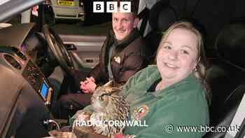Escaped Owl returns to Paradise Park in Hayle