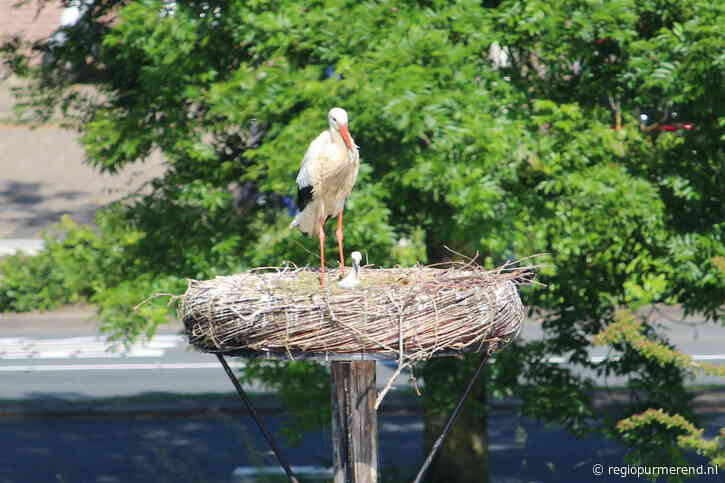 Ooievaar Dijklander uit water gevist en opgevangen door dierenambulance