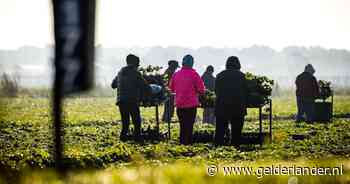 Advies: ‘Laat arbeidsmigranten integreren en Nederlands leren’