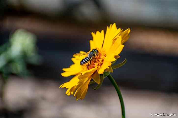 VIEW: These are some of the most common allergen causing plants in Albuquerque