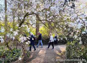 Er komen zelfs kenners uit Canada en de VS op af: honderden magnolia’s toveren Bokrijk om tot kleurentuin