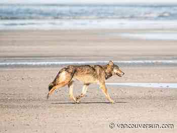 Wolves reported to have chased Vancouver Island resident and dog