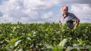 Nederlanders gooien gerenommeerde boomkwekerij René Nicolai uit Alken reddingsboei toe