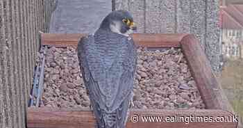 Love birds: Ealing Hospital falcons ready to hatch new family