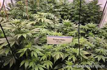 POL-K: 250408-4-K/EU Illegale Marihuanaplantage bei Hausdurchsuchung gefunden - Festnahme