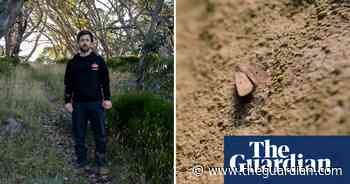 Bogong moths and the traditional owners scaling mountains to track them – video