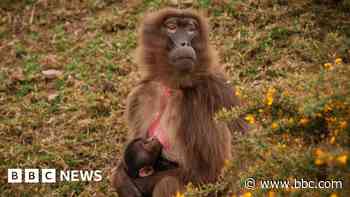 Wildlife park staff celebrate monkey's birth
