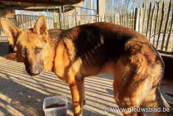 Wie dier mishandelt of verwaarloost, mag geen dieren meer houden