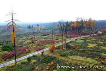Windräder auf der Gauseköte: Naturschützer wollen Klage prüfen