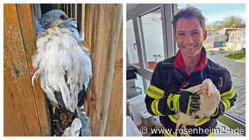 Mit Schwung in die Sackgasse: Huhn bringt sich in verzwickte Lage