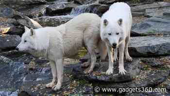 Scientists Revive Dire Wolves Using Ancient DNA and Modern Gene Editing