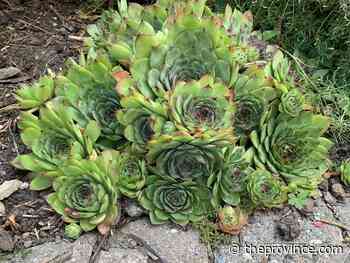 Evergreen perennials retain foliage year-round